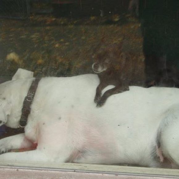 Meet your Posher, Amber - Picture 1 of 1